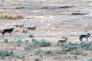 Wolf photos such as this are very useful in assessing who was present within the pack at the time the photo was taken