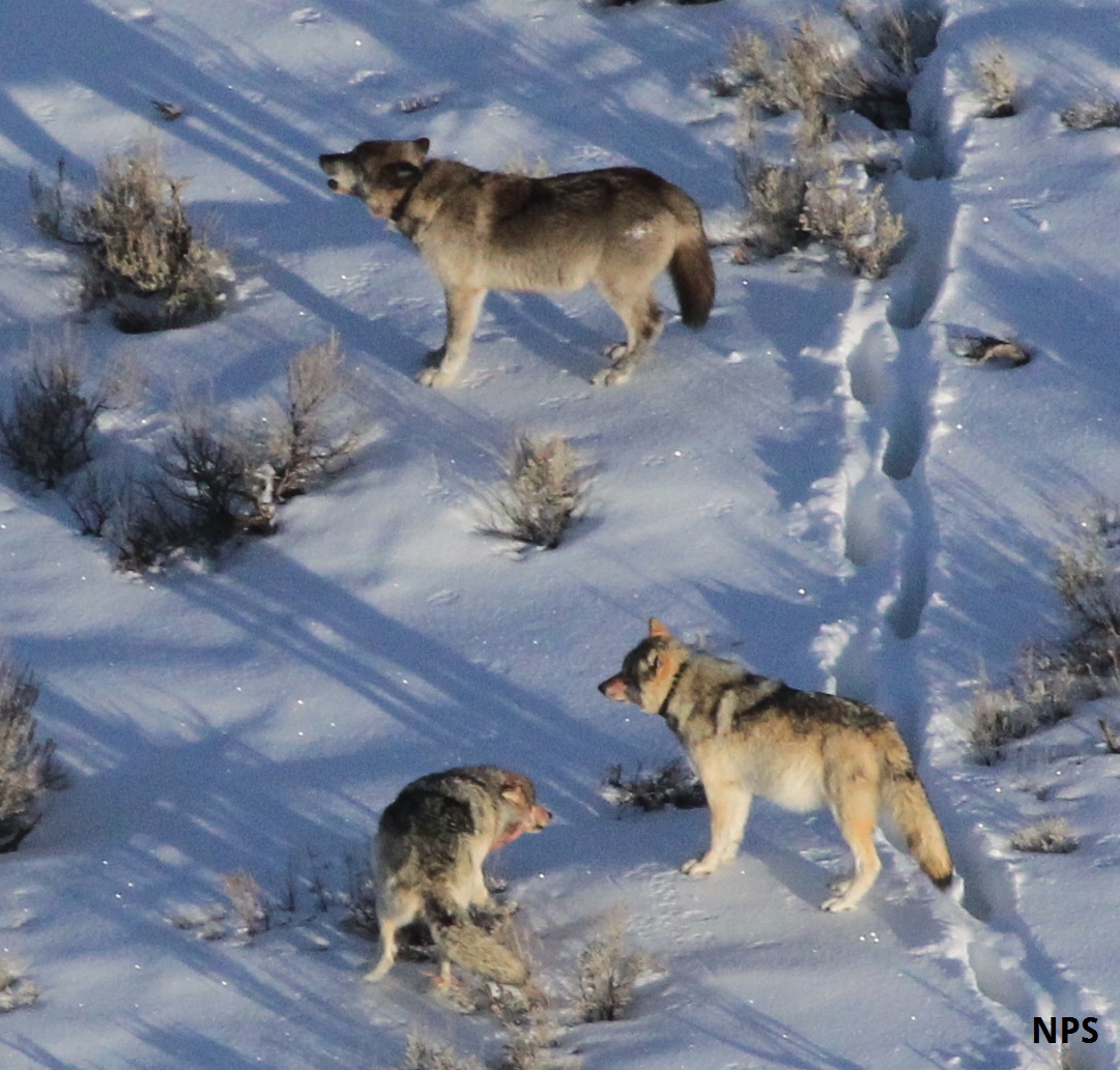 Yellowstone S Wolves And Packs Citizen Science