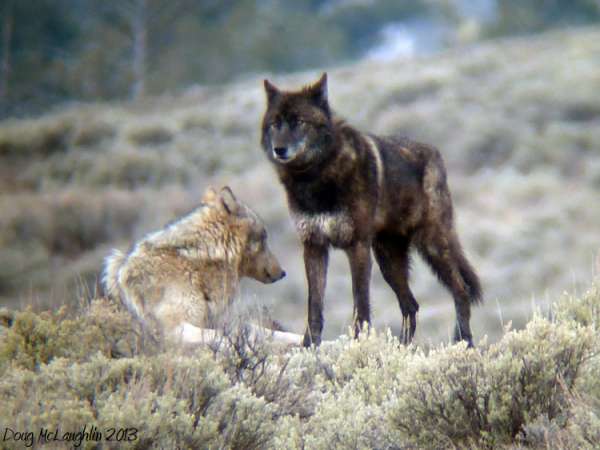 Yellowstone wolf: 831F